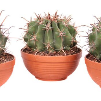 Ferocactus townsedianus