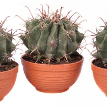 Ferocactus townsedianus