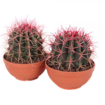 Ferocactus stainesii