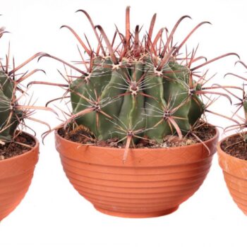 Ferocactus townsedianus