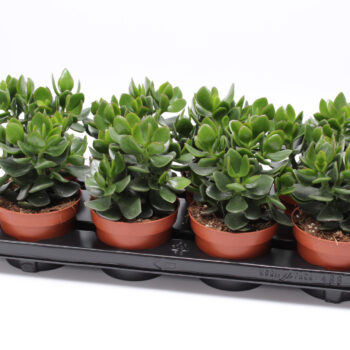 Crassula hulk 12 WOODS