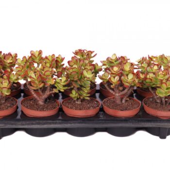 Crassula minor canarias