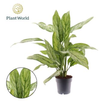 Aglaonema Silver Queen