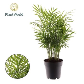 Chamaedorea Elegans