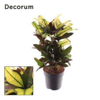Croton Wilma