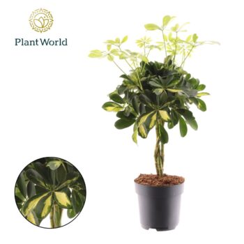 Schefflera Gold Capella