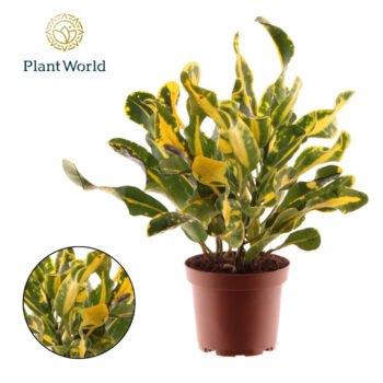 Croton Yellow