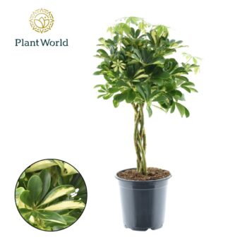 Schefflera Gold Capella