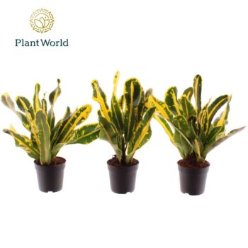 Croton Mammi Yellow