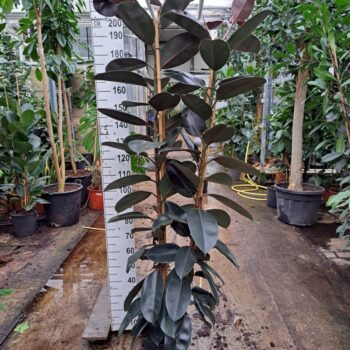 Ficus Elastica Abidjan