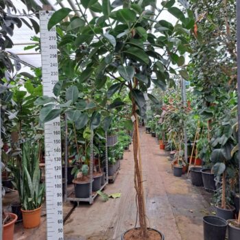 Ficus Elastica Robusta