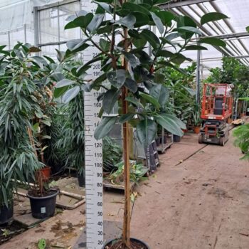 Ficus Elastica Robusta