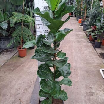 Ficus Lyrata