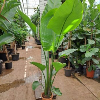 Strelitzia Nicolai toef