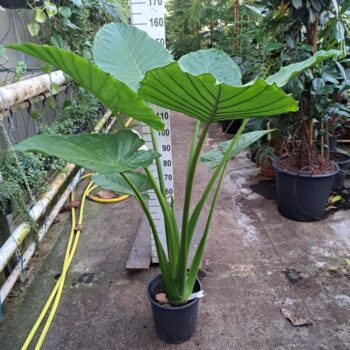 Alocasia Macrorrhiza