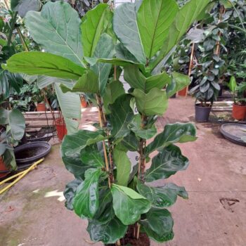 Ficus Lyrata toef 160