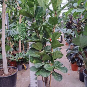 Ficus Lyrata