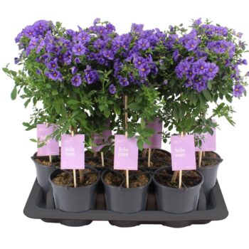 Solanum Rantonnetii stam