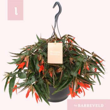 Begonia Bonfire hangpot oranje