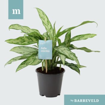 Aglaonema Silver queen Compact