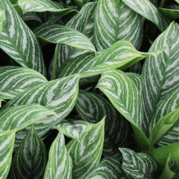 Aglaonema Stripes