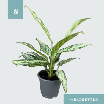 Aglaonema Silver Queen Compact