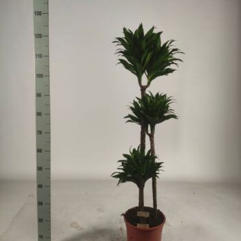 Dracaena compacta 90-60-30 125cm