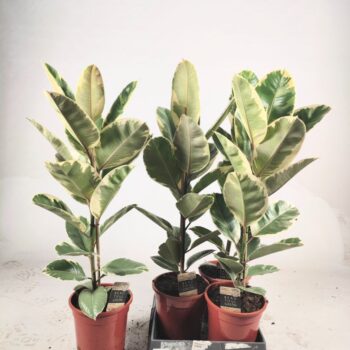 Ficus elastica Tineke 85cm