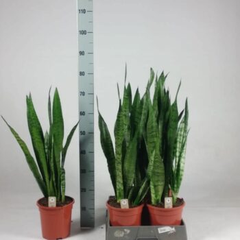 Sansevieria zeylanica 75cm
