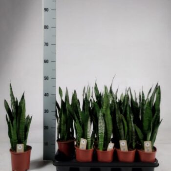 Sansevieria zeylanica 45cm