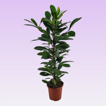 Ficus cyathistipula 105cm