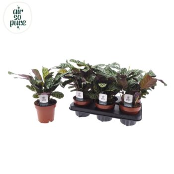 Ctenanthe Burle Marxii