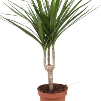 Dracaena Marginata enkele stam