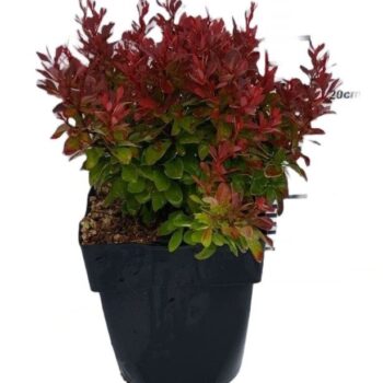 Berberis thunbergii 'Ruby Star'® P17