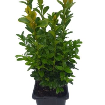 Buxus sempervirens P8