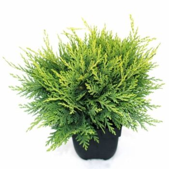 Chamaecyparis lawsoniana 'Sunkist' P17