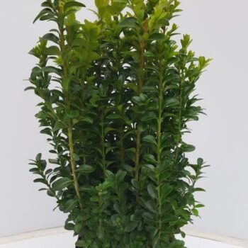 Buxus sempervirens P17