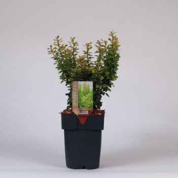 Berberis thunbergii 'Atropurpurea Nana' P17