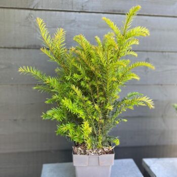 Taxus baccata P17