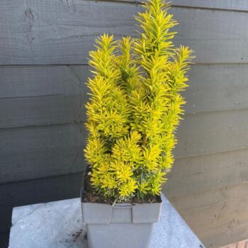 Taxus baccata 'David' P17