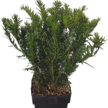 Taxus baccata 'Repandens' P17