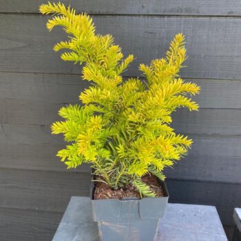 Taxus baccata 'Semperaurea' P17