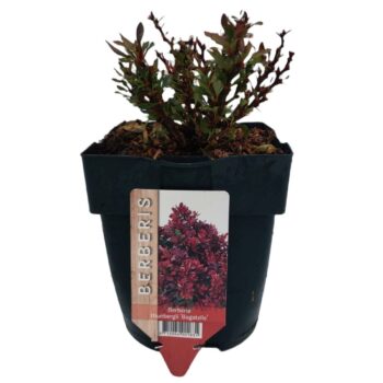 Berberis thunbergii 'Bagatelle' P17