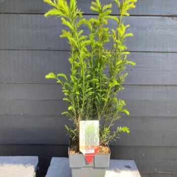 Taxus media 'Groenland' P17
