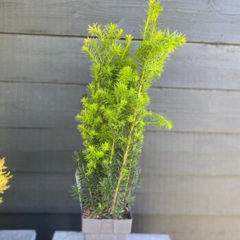 Taxus media 'Hicksii' P17