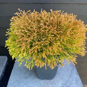 Thuja occidentalis 'Golden Tuffet' P17