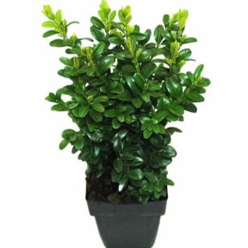Buxus sempervirens P11