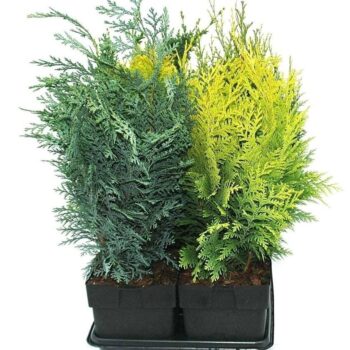 Coniferen mix - opgaand P17