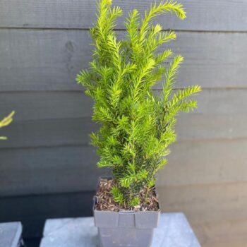 Taxus media 'Hillii' P17