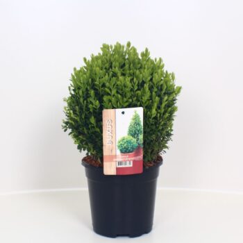Buxus sempervirens bol